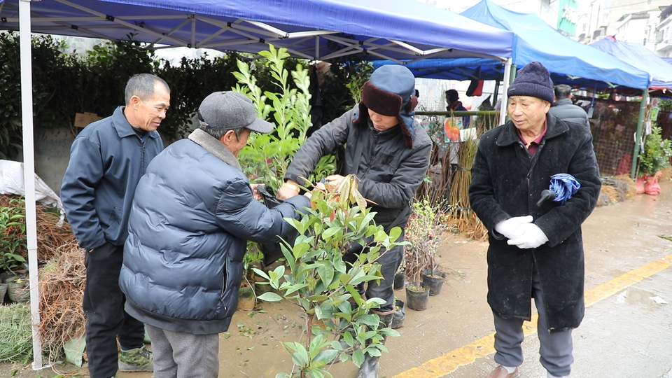 开云电竞道县：春种好时节 苗木市场销售旺(图2)