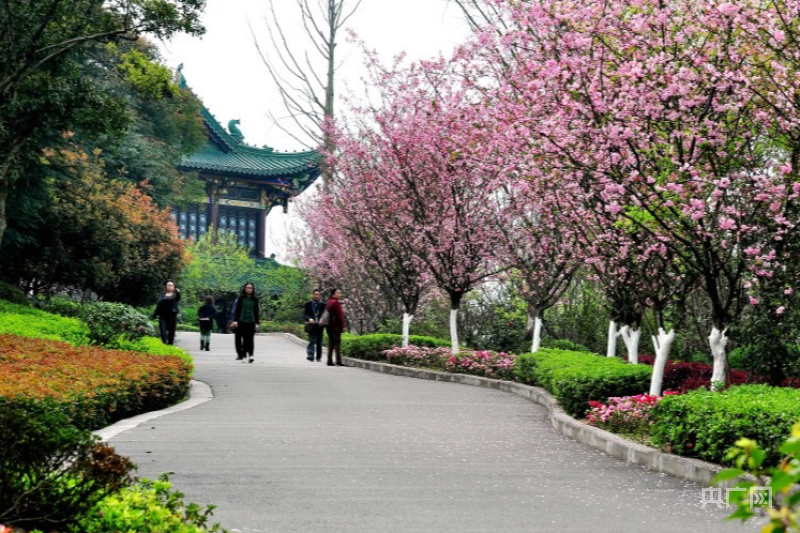 一路开云电竞繁花｜重庆发布“公园里的春天”赏花指南(图4)