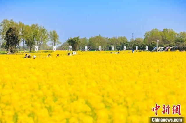 从“花经济”到“绿道生活开云电竞”：感受成都公园城市的迷人风景(图4)