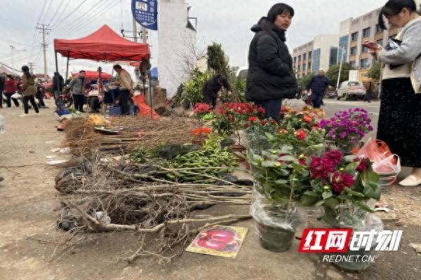 开云电竞荷塘区仙庾镇：乡村集市花卉苗木生意火了(图1)