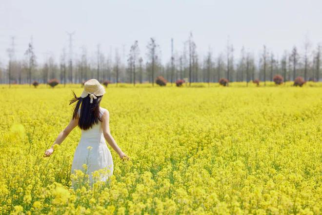 开云电竞新余醉美油菜花、感受春天的花香(图2)