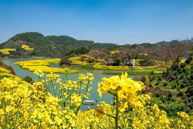 开云电竞新余醉美油菜花、感受春天的花香(图5)