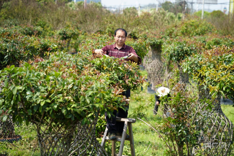 开云电竞湖南永州：花卉苗木旺销 “美丽经济”助农增收(图2)