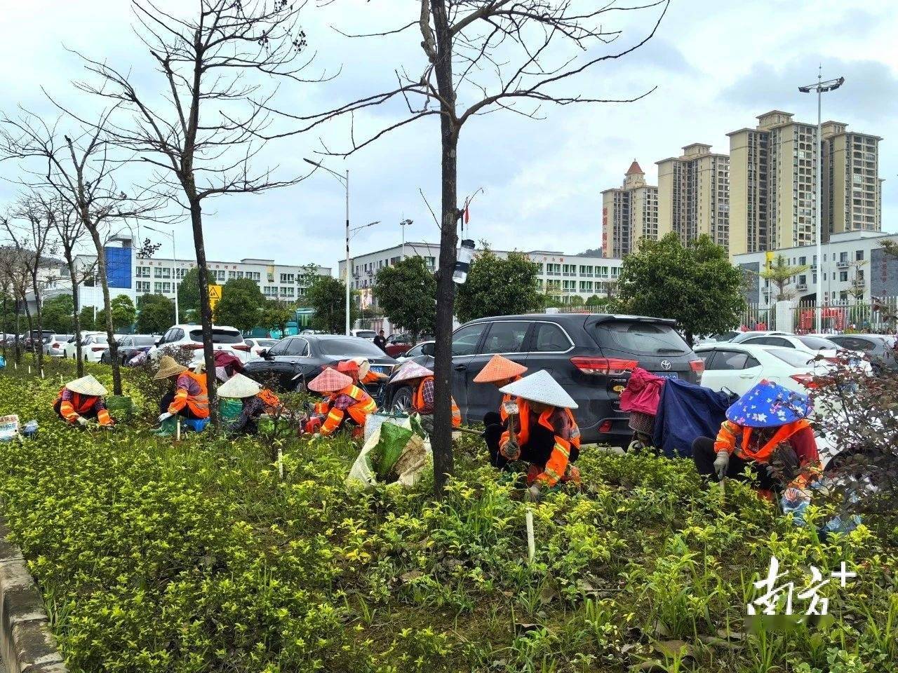 开云电竞增植绿化约2900株阳春提升城市绿化品质(图4)