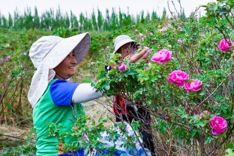 开云电竞如何撬動“花海經濟”——新疆推進花卉業高品質發展調查(图3)