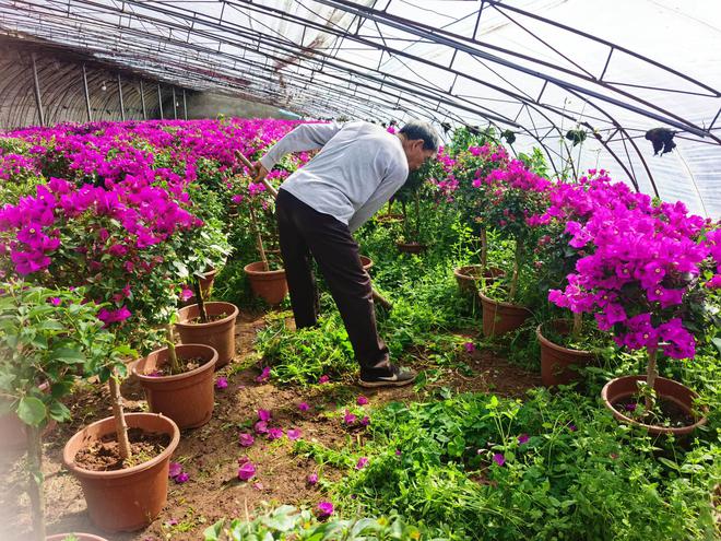 开云电竞河北高碑店：鲜花种植催生乡村振兴“美丽产业”(图2)