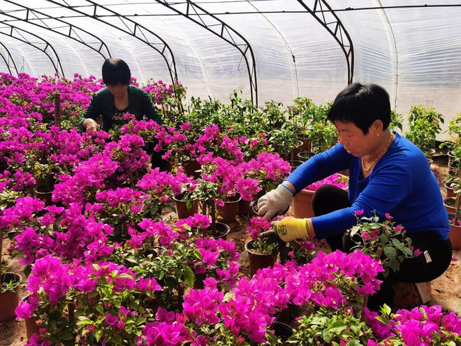 开云电竞河北高碑店：鲜花种植催生乡村振兴“美丽产业”(图1)