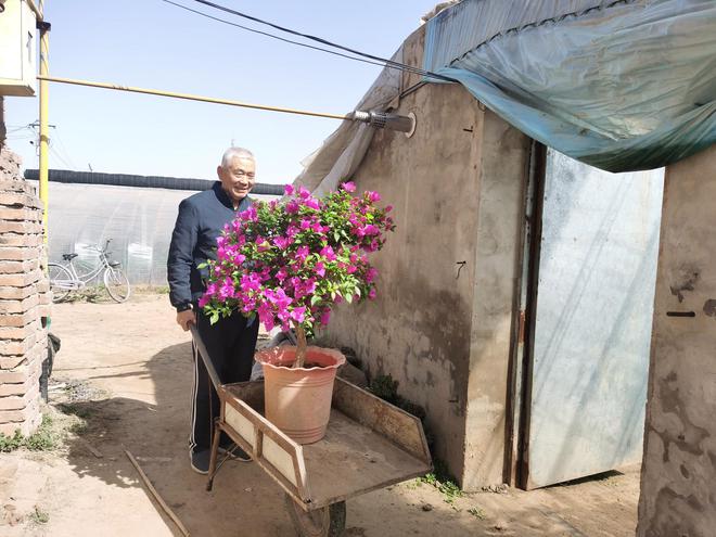 开云电竞河北高碑店：鲜花种植催生乡村振兴“美丽产业”(图3)