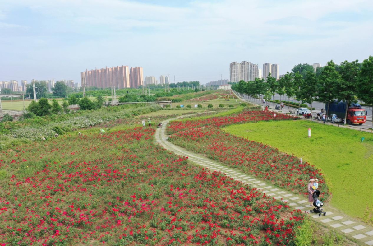 月季花开尽香馨！漯河市城管局绿开云电竞化中心 持续优化品种造福市民(图3)