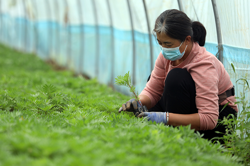 石家庄藁城：花卉开云电竞苗木种植带动就业增收(图1)