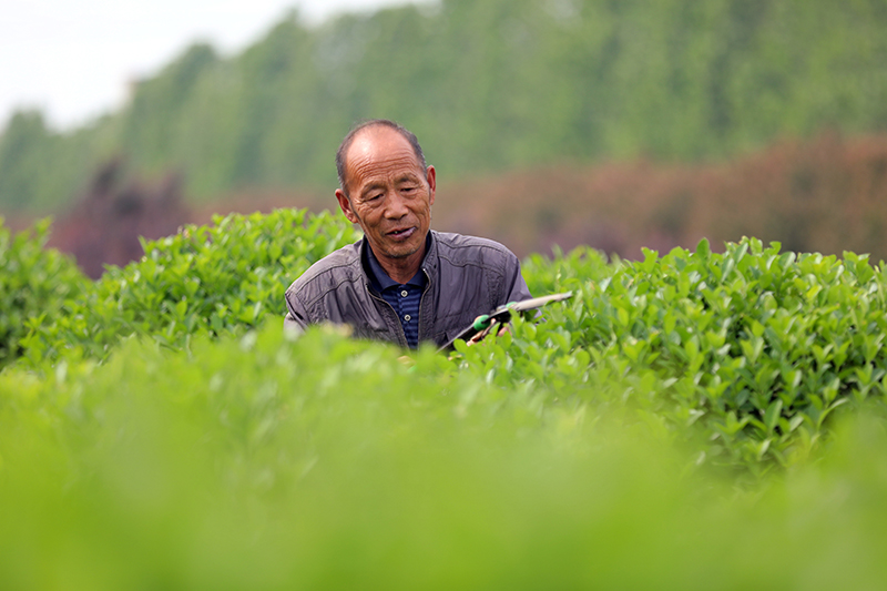 石家庄藁城：花卉开云电竞苗木种植带动就业增收(图4)