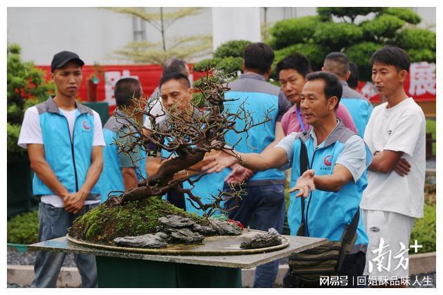 黄开云电竞杨盆景看普宁 普宁黄杨看洪阳(图6)