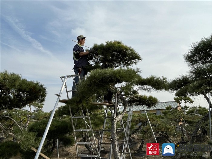 “中国商品市场综合百强”山东东岳国际花木城：用苗木花卉筑起泰安产业升级绿色风景线开云电竞(图2)