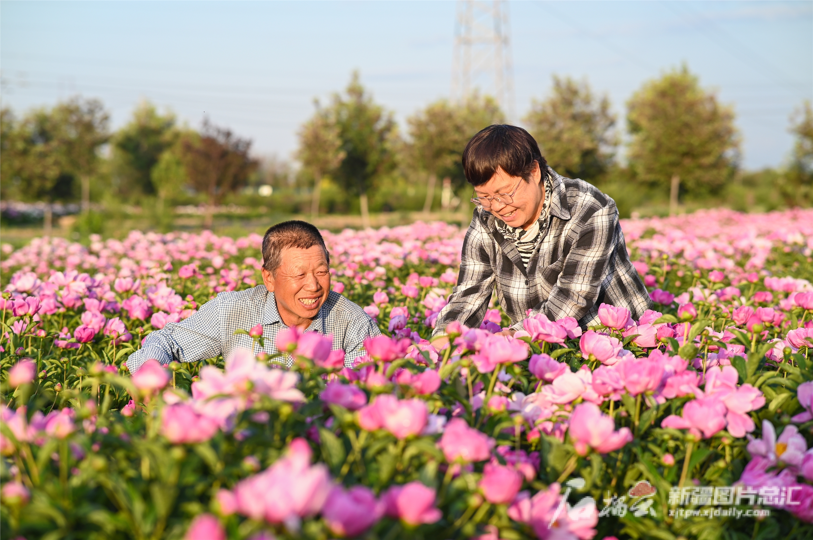 花卉产业绽放“开云电竞美丽经济”(图2)