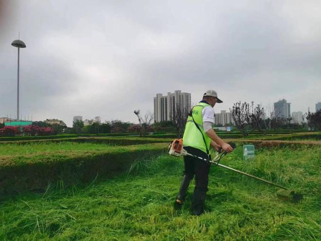 开云电竞泰安市园林绿化管理服务中心：雨后除草护绿为城市绿化“减负”(图1)