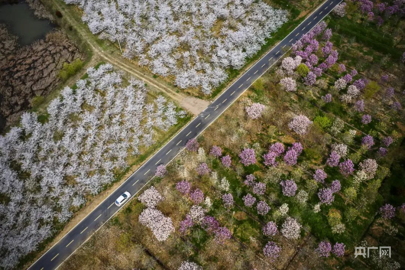 开云电竞全国苗木花卉线上交易平台冠军企业总部落户合肥肥西(图2)