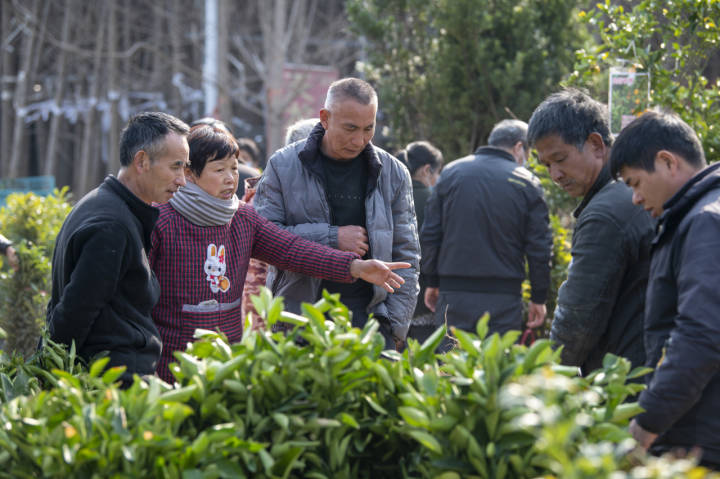 销售额已达12亿元！省内最大苗木交易市开云电竞场 开春交易红火(图2)