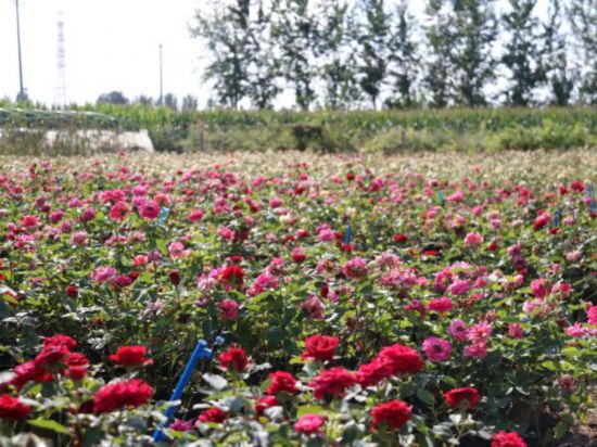 “莫奈花园”带领乡村致富走“花”路开云电竞(图1)