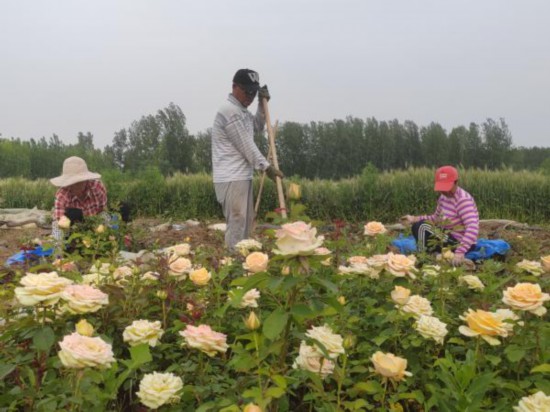 “莫奈花园”带领乡村致富走“花”路开云电竞(图2)