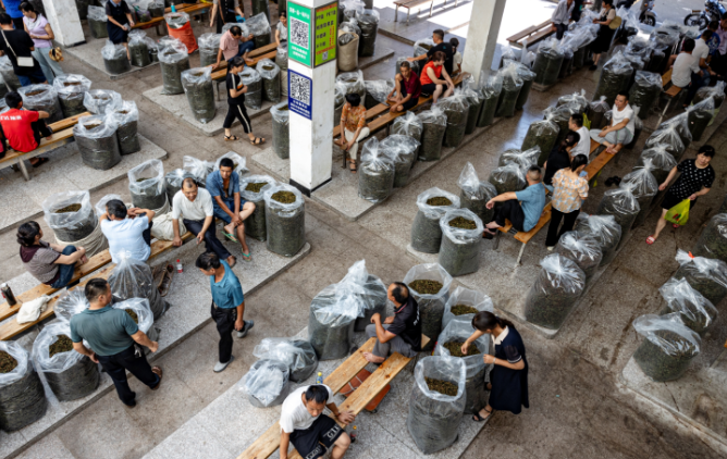 筑梦山海：“三茶”统筹开云电竞新风劲吹 “百茶贸易之都”崛起(图6)