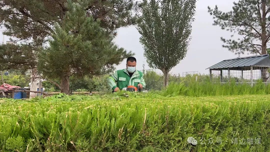 陕西靖边：匠心修剪绿化树木打造宜居城市提升居民幸福感开云电竞(图1)