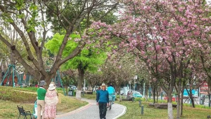 城市中植绿开云电竞 生活中添景色——德阳发布园林绿化亮眼“成绩单”(图2)