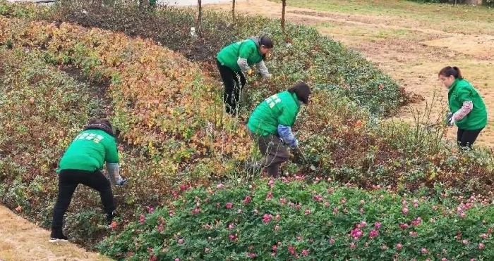 城市中植绿开云电竞 生活中添景色——德阳发布园林绿化亮眼“成绩单”(图4)